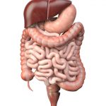 ¿Cuál es la función del intestino delgado?