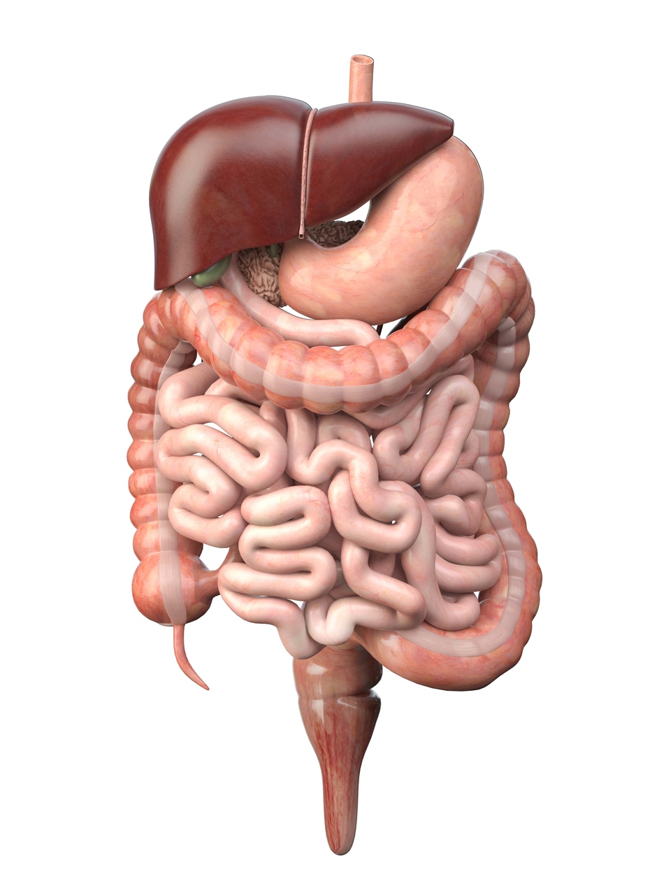 ¿Cuál es la función del intestino delgado?